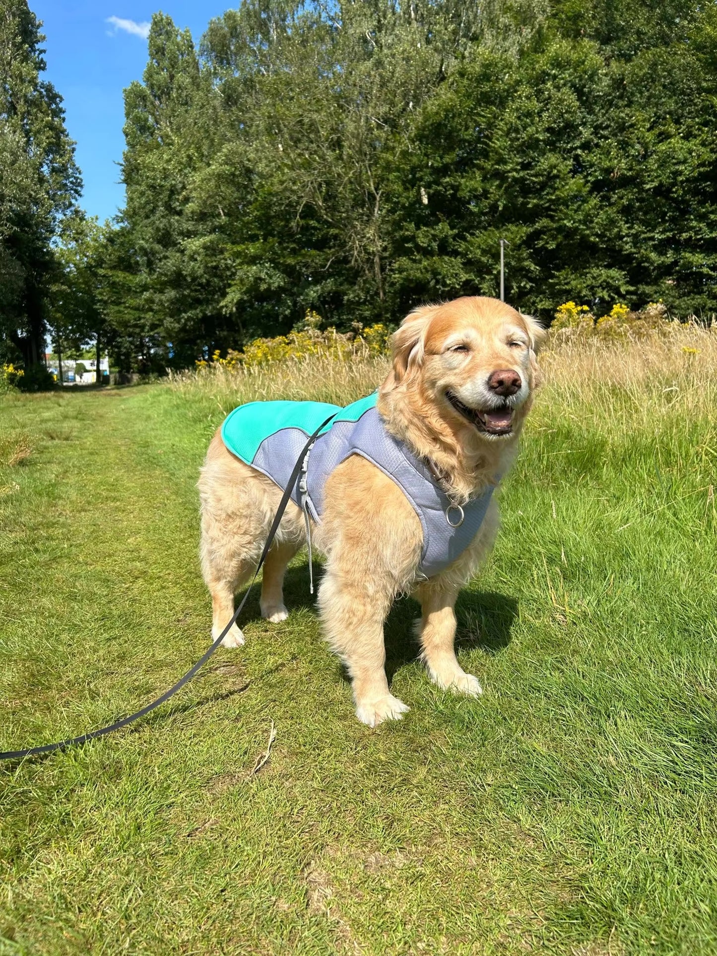 Dog Cooling Vest