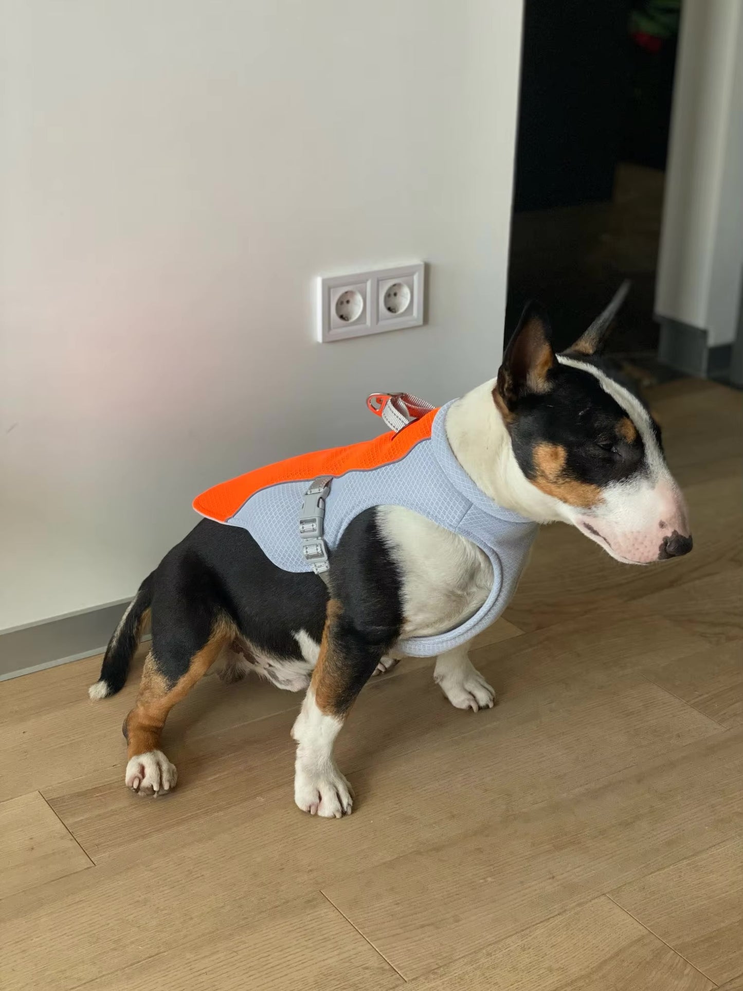 Dog Cooling Vest