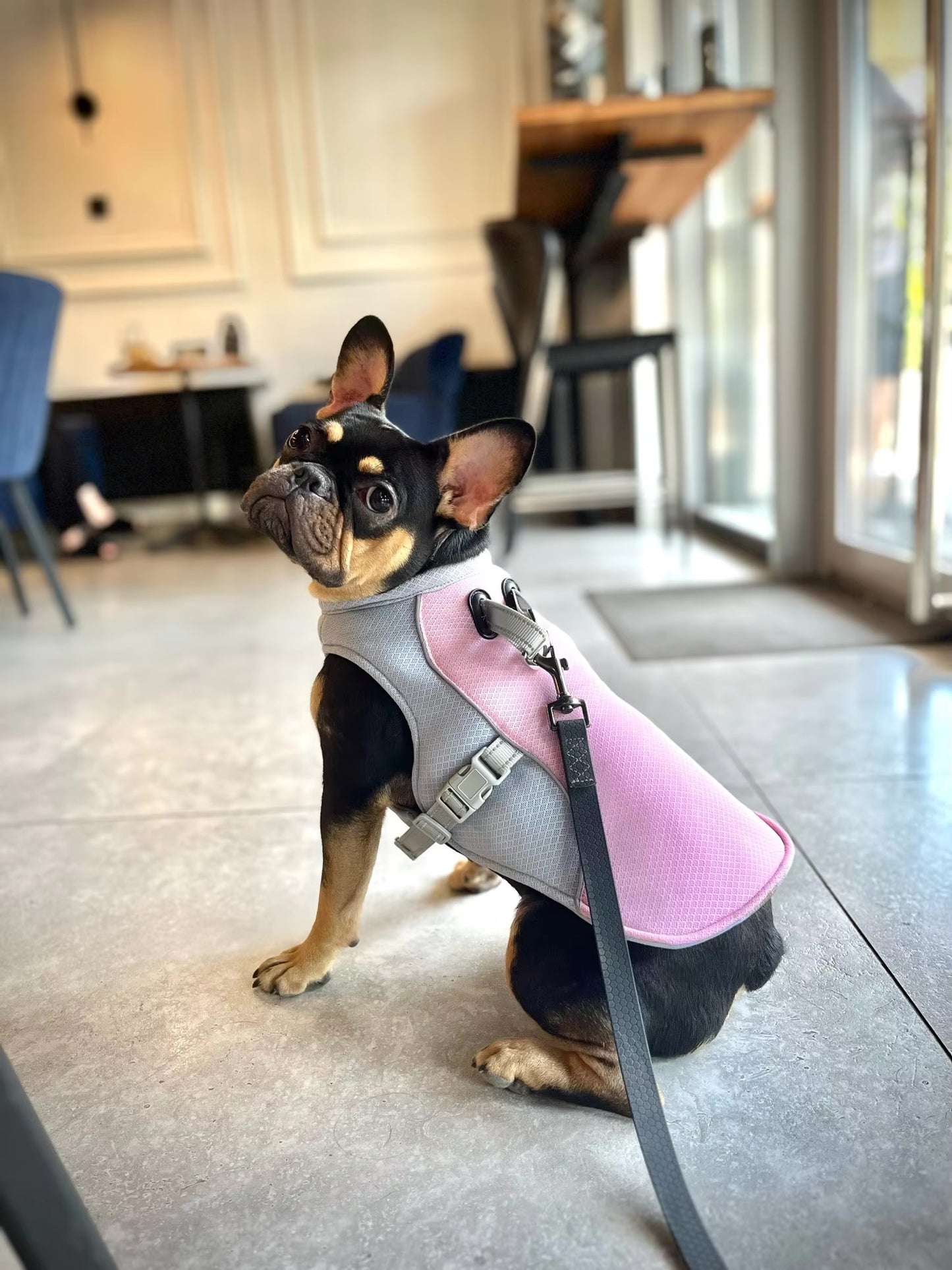 Dog Cooling Vest