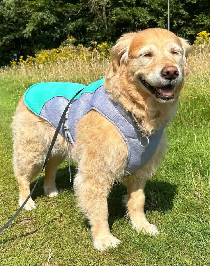 Dog Cooling Vest